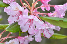 Load image into Gallery viewer, Close up of dusty pink Pacific rhododendron flowers (Rhododendron macrophyllum) dripping with fresh rain. One of approximately 200 species of Pacific Northwest native plants available at Sparrowhawk Native Plants, native plant nursery in Portland, Oregon.