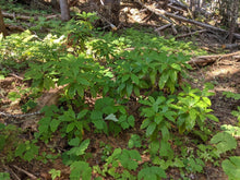 Load image into Gallery viewer, Young Pacific rhododendron plants (Rhododendron macrophyllum) in their native habitat with companion plants. One of approximately 200 species of Pacific Northwest native plants available at Sparrowhawk Native Plants, native plant nursery in Portland, Oregon.