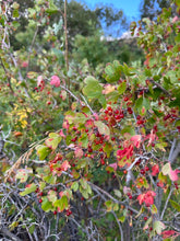 Load image into Gallery viewer, Closeup of branches and berries of golden currant (Ribes aureum). Another stunning Pacific Northwest native shrub available at Sparrowhawk Native Plants, native plant nursery in Portland, Oregon