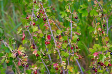 Load image into Gallery viewer, Closeup of branches and berries of golden currant (Ribes aureum). Another stunning Pacific Northwest native shrub available at Sparrowhawk Native Plants, native plant nursery in Portland, Oregon