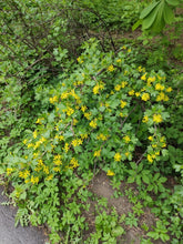 Load image into Gallery viewer, A golden currant (Ribes aureum) covered in golden yellow flowers, growing at the forest edge. Another stunning Pacific Northwest native shrub available at Sparrowhawk Native Plants, native plant nursery in Portland, Oregon