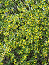 Load image into Gallery viewer, Branches of golden currant (Ribes aureum) covered in golden yellow flowers. Another stunning Pacific Northwest native shrub available at Sparrowhawk Native Plants, native plant nursery in Portland, Oregon