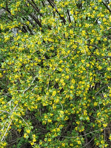 Branches of golden currant (Ribes aureum) covered in golden yellow flowers. Another stunning Pacific Northwest native shrub available at Sparrowhawk Native Plants, native plant nursery in Portland, Oregon