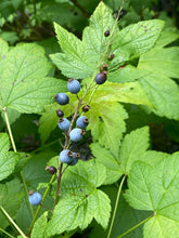 Load image into Gallery viewer, Close-up of the dusty blue berries of blue currant (Ribes bracteosum). One of approximately 200 species of Pacific Northwest native plants available at Sparrowhawk Native Plants, Native Plant Nursery in Portland, Oregon.