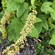 Load image into Gallery viewer, Close-up of the elongate flower clusters on blue currant (Ribes bracteosum). One of approximately 200 species of Pacific Northwest native plants available at Sparrowhawk Native Plants, Native Plant Nursery in Portland, Oregon.