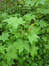 Load image into Gallery viewer, Maple-shaped leaves and upright flower clusters on blue currant (Ribes bracteosum). One of approximately 200 species of Pacific Northwest native plants available at Sparrowhawk Native Plants, Native Plant Nursery in Portland, Oregon.