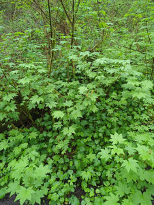 A woodland understory of blue currant (Ribes bracteosum) in the wild. One of approximately 200 species of Pacific Northwest native plants available at Sparrowhawk Native Plants, Native Plant Nursery in Portland, Oregon.