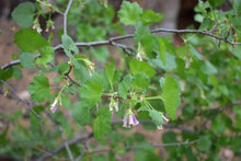 Load image into Gallery viewer, A branch of wax currant (Ribes cereum) adorned with spring leaves and light pink flowers in May. One of 100+ species of Pacific Northwest native plants available at Sparrowhawk Native Plants, Native Plant Nursery in Portland, Oregon.