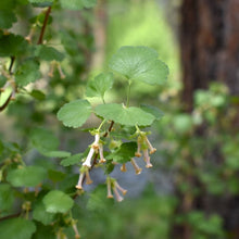Load image into Gallery viewer, Close-up of a wax currant (Ribes cereum) branch tip, including leaves and light pink flowers. One of 100+ species of Pacific Northwest native plants available at Sparrowhawk Native Plants, Native Plant Nursery in Portland, Oregon.