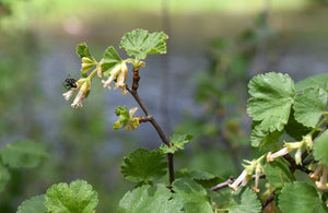 A small insect friend enjoys the view from a light pink flower of wax currant (Ribes cereum). One of 100+ species of Pacific Northwest native plants available at Sparrowhawk Native Plants, Native Plant Nursery in Portland, Oregon.