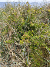 Load image into Gallery viewer, The mature form of a wild black gooseberry shrub (Ribes divaricatum) in the wild. One of approximately 200 species of Pacific Northwest native plants available at Sparrowhawk Native Plants, native plant nursery in Portland, Oregon.