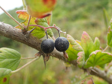 Load image into Gallery viewer, Close-up of the ripe edible berries on a wild black gooseberry shrub (Ribes divaricatum). One of approximately 200 species of Pacific Northwest native plants available at Sparrowhawk Native Plants, native plant nursery in Portland, Oregon.