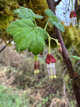 Load image into Gallery viewer, Close-up of wild black gooseberry flowers and leaf (Ribes divaricatum). One of approximately 200 species of Pacific Northwest native plants available at Sparrowhawk Native Plants, native plant nursery in Portland, Oregon.
