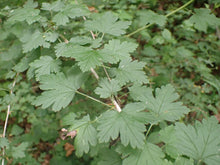 Load image into Gallery viewer, A branch of wild black gooseberry (Ribes divaricatum) covered in green leaves. One of approximately 200 species of Pacific Northwest native plants available at Sparrowhawk Native Plants, native plant nursery in Portland, Oregon.