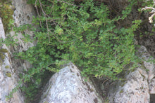 Load image into Gallery viewer, The mature form of a wild black gooseberry shrub (Ribes divaricatum) in the wild. One of approximately 200 species of Pacific Northwest native plants available at Sparrowhawk Native Plants, native plant nursery in Portland, Oregon.