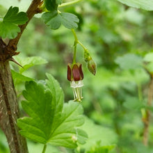 Load image into Gallery viewer, Close-up of Straggly Gooseberry flower and leaves (Ribes divaricatum). One of approximately 200 species of Pacific Northwest native plants available at Sparrowhawk Native Plants, native plant nursery in Portland, Oregon.