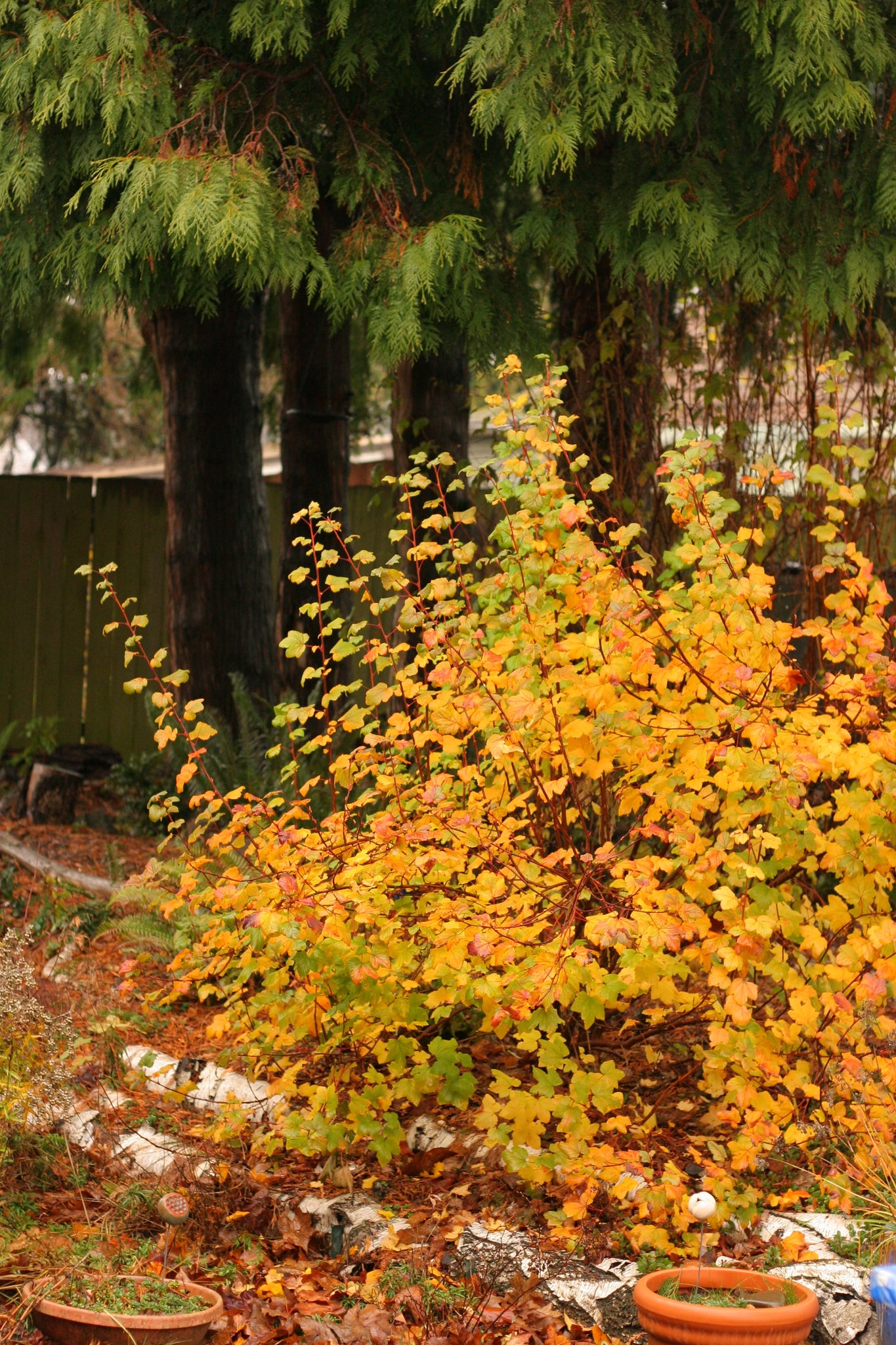 Red Flowering Currant – Sparrowhawk Native Plants