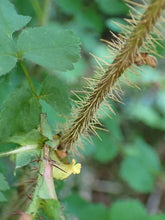 Load image into Gallery viewer, Close up of a stem and spines of baldhip rose (Rosa gymnocarpa). Another stunning Pacific Northwest native shrub available at Sparrowhawk Native Plants nursery in Portland, Oregon