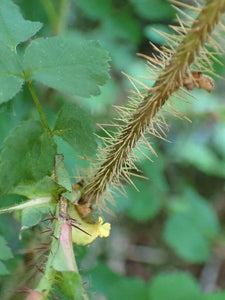 Close up of a stem and spines of baldhip rose (Rosa gymnocarpa). Another stunning Pacific Northwest native shrub available at Sparrowhawk Native Plants nursery in Portland, Oregon