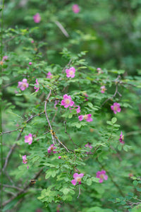 Branch of baldhip rose (Rosa gymnocarpa) covered in showy pink flowers. Another stunning Pacific Northwest native shrub available at Sparrowhawk Native Plants nursery in Portland, Oregon