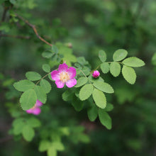 Load image into Gallery viewer, Showy pink flower of baldhip rose (Rosa gymnocarpa). Another stunning Pacific Northwest native shrub available at Sparrowhawk Native Plants nursery in Portland, Oregon