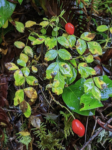 Fall leaves and bright red fruits (aka "hips") of baldhip rose (Rosa gymnocarpa). Another stunning Pacific Northwest native shrub available at Sparrowhawk Native Plants nursery in Portland, Oregon