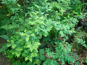 Branches of baldhip rose (Rosa gymnocarpa) in a forest scene with many other species of shade-loving natives. Another stunning Pacific Northwest native shrub available at Sparrowhawk Native Plants nursery in Portland, Oregon