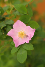 Load image into Gallery viewer, Close-up of a small bud visiting a pink nootka rose flower (Rosa nutkana). One of 150+ species of Pacific Northwest native plants available at Sparrowhawk Native Plants, Native Plant Nursery in Portland, Oregon.