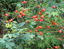 Load image into Gallery viewer, Closeup of a few branches of nootka rose (Rosa nutkana) covered in fruits/hips. One of approximately 200 species of Pacific Northwest native plants available at Sparrowhawk Native Plants, Native Plant Nursery in Portland, Oregon.