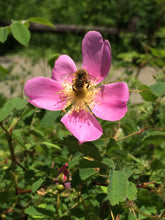 Load image into Gallery viewer, Closeup image of a bee visiting a pink nootka rose flower (Rosa nutkana). One of approximately 200 species of Pacific Northwest native plants available at Sparrowhawk Native Plants, Native Plant Nursery in Portland, Oregon.