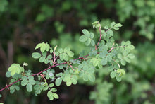 Load image into Gallery viewer, Branch of clustered wild rose or swamp rose (Rosa pisocarpa). One of approximately 200 species of Pacific Northwest native plants available at Sparrowhawk Native Plants, Native Plant Nursery in Portland, Oregon.