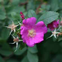 Load image into Gallery viewer, Close up of the splendid magenta flower of clustered wild rose or swamp rose (Rosa pisocarpa). One of approximately 200 species of Pacific Northwest native plants available at Sparrowhawk Native Plants, Native Plant Nursery in Portland, Oregon.