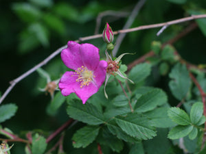 Close up of a flower, bud and leaves of clustered wild rose or swamp rose (Rosa pisocarpa). One of approximately 200 species of Pacific Northwest native plants available at Sparrowhawk Native Plants, Native Plant Nursery in Portland, Oregon.