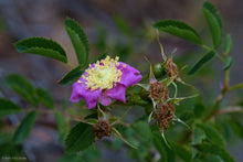 Load image into Gallery viewer, Close up of the splendid magenta flower and early hips on clustered wild rose or swamp rose (Rosa pisocarpa). One of approximately 200 species of Pacific Northwest native plants available at Sparrowhawk Native Plants, Native Plant Nursery in Portland, Oregon.