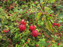 Load image into Gallery viewer, Close up of the bright red fruits (aka &quot;hips&quot;) of clustered wild rose or swamp rose (Rosa pisocarpa). One of approximately 200 species of Pacific Northwest native plants available at Sparrowhawk Native Plants, Native Plant Nursery in Portland, Oregon.