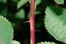 Load image into Gallery viewer, Close up of the red stem and subtle spines of clustered wild rose or swamp rose (Rosa pisocarpa). One of approximately 200 species of Pacific Northwest native plants available at Sparrowhawk Native Plants, Native Plant Nursery in Portland, Oregon.