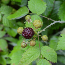 Load image into Gallery viewer, Closeup of a nearly-ripe berry of blackcap raspberry (Rubus leucodermis). One of approximately 200 species of Pacific Northwest native plants available at Sparrowhawk Native Plants, native plant nursery in Portland, Oregon