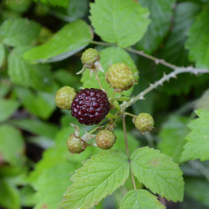 Closeup of a nearly-ripe berry of blackcap raspberry (Rubus leucodermis). One of approximately 200 species of Pacific Northwest native plants available at Sparrowhawk Native Plants, native plant nursery in Portland, Oregon