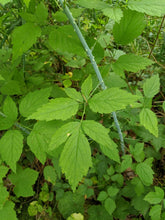 Load image into Gallery viewer, Foliage and dusty white stem of blackcap raspberry (Rubus leucodermis). One of approximately 200 species of Pacific Northwest native plants available at Sparrowhawk Native Plants, native plant nursery in Portland, Oregon