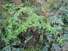 Load image into Gallery viewer, Arcing branches of blackcap raspberry (Rubus leucodermis) in the wild. One of approximately 200 species of Pacific Northwest native plants available at Sparrowhawk Native Plants, native plant nursery in Portland, Oregon