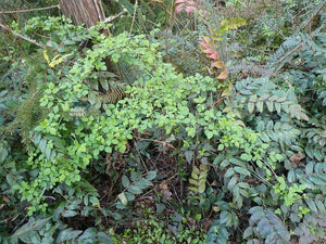 Arcing branches of blackcap raspberry (Rubus leucodermis) in the wild. One of approximately 200 species of Pacific Northwest native plants available at Sparrowhawk Native Plants, native plant nursery in Portland, Oregon