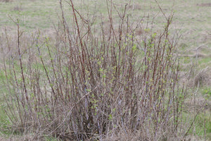 A small thicket of blackcap raspberry (Rubus leucodermis) in late winter. One of approximately 200 species of Pacific Northwest native plants available at Sparrowhawk Native Plants, native plant nursery in Portland, Oregon