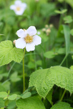 Load image into Gallery viewer, Close up of a bright white flower on a native thimbleberry (Rubus parviflorus). One of approximately 200 species of Pacific Northwest native plants available at Sparrowhawk Native Plants in Portland, Oregon.