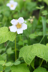 Close up of a bright white flower on a native thimbleberry (Rubus parviflorus). One of approximately 200 species of Pacific Northwest native plants available at Sparrowhawk Native Plants in Portland, Oregon.