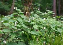 Load image into Gallery viewer, A wild thicket of native thimbleberry plants in flower (Rubus parviflorus). One of approximately 200 species of Pacific Northwest native plants available at Sparrowhawk Native Plants in Portland, Oregon. rub, Sparrowhawk Native Plants, Portland