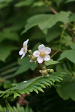 Load image into Gallery viewer, Close up of a bright white flower on a native thimbleberry (Rubus parviflorus). One of approximately 200 species of Pacific Northwest native plants available at Sparrowhawk Native Plants in Portland, Oregon.