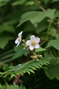 Close up of a bright white flower on a native thimbleberry (Rubus parviflorus). One of approximately 200 species of Pacific Northwest native plants available at Sparrowhawk Native Plants in Portland, Oregon.