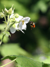 Load image into Gallery viewer, A native bumble bee visits the white flower of native thimbleberry (Rubus parviflorus). One of approximately 200 species of Pacific Northwest native plants available at Sparrowhawk Native Plants in Portland, Oregon.