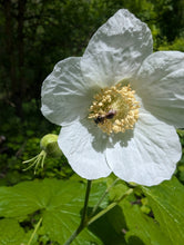 Load image into Gallery viewer, Close up of a bright white flower of native thimbleberry (Rubus parviflorus) getting visited by an insect. One of approximately 200 species of Pacific Northwest native plants available at Sparrowhawk Native Plants in Portland, Oregon.