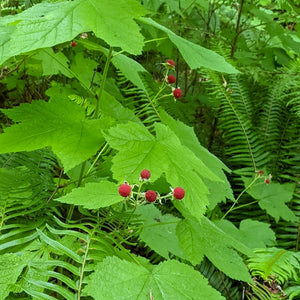 Thimbleberry